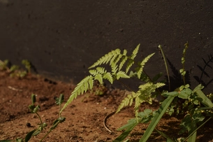 Morning sunlight falling on ferns and other plants that grow in the gaps of floor tiles.